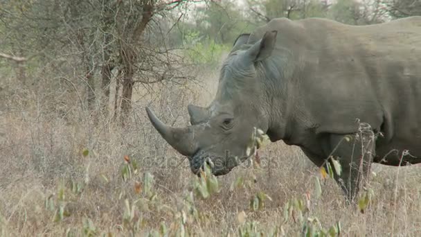 Neushoorn in borstel — Stockvideo