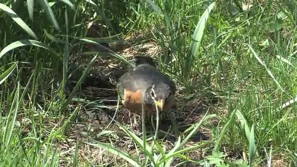 Robin eats worm — Stock Video