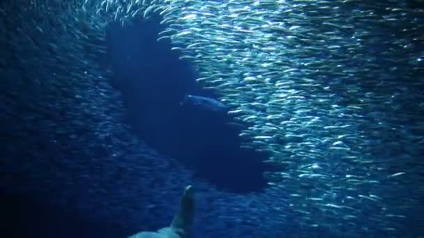 Sardines vermijden haai in een aquarium — Stockvideo