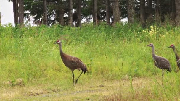 De familie psammophila kraanvogels wandelen langs een landweg — Stockvideo