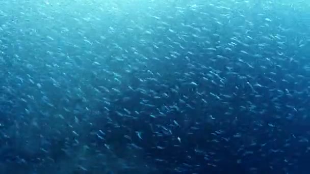 School of fish in mexico — Stock Video