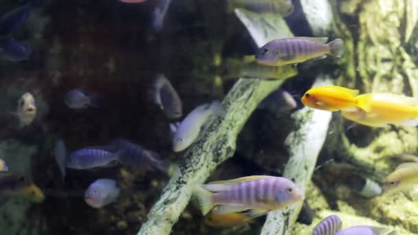 Escuela de enjambre de peces — Vídeo de stock
