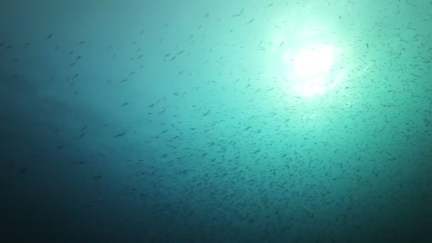 Küçük balık sürüsü — Stok video