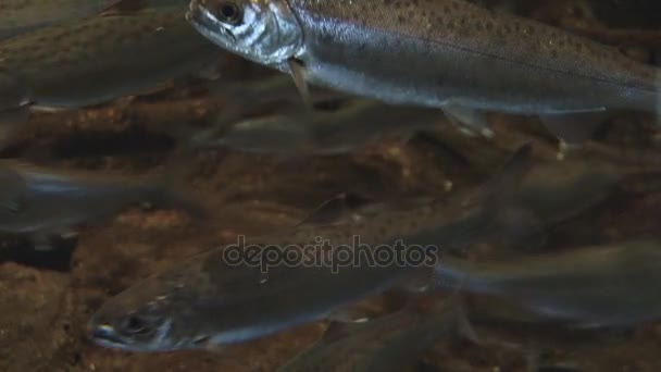 école de natation de saumon argenté 