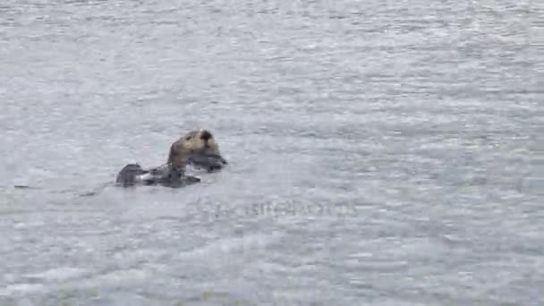 Sea otter rullande runt i vatten — Stockvideo