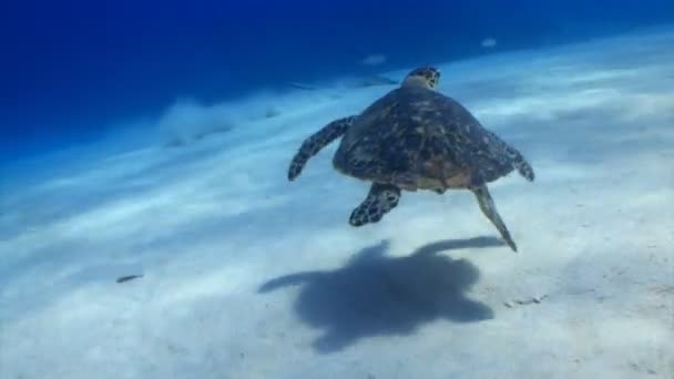 Tartaruga marinha e arraia no fundo do oceano — Vídeo de Stock