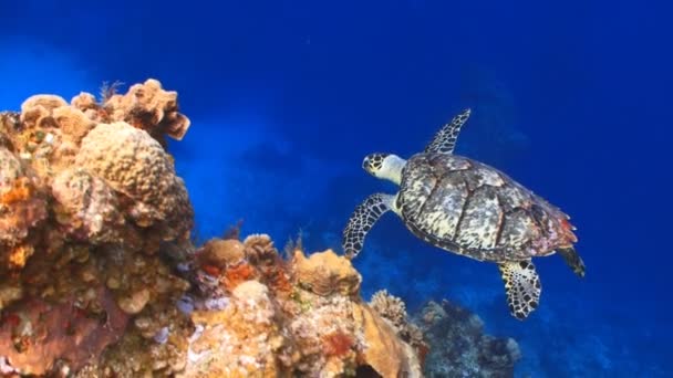 Tortue de mer nageant autour du récif corallien — Video