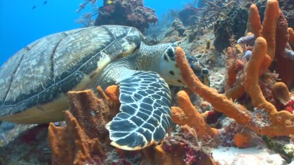 Tortuga marina comiendo en los arrecifes de coral — Vídeo de stock