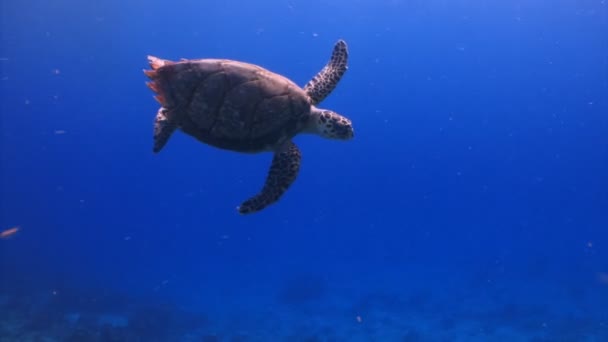 Meeresschildkröte schwimmt im Ozean — Stockvideo