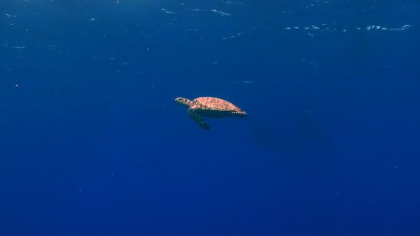 Морская черепаха плавает в открытой воде возле поверхности — стоковое видео