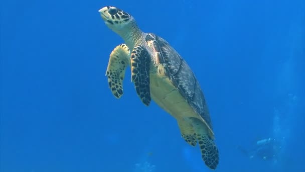 Meeresschildkröte schwimmt an die Oberfläche — Stockvideo