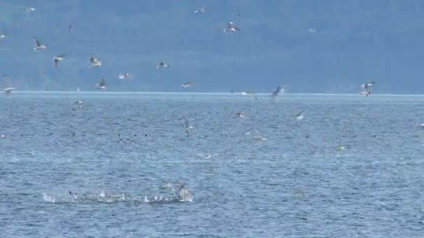 Seagulls dykning i vatten letar efter mat — Stockvideo