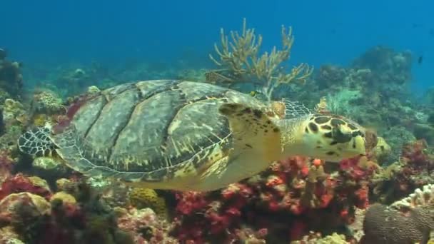Черепаха, плывущая через коралловый риф — стоковое видео