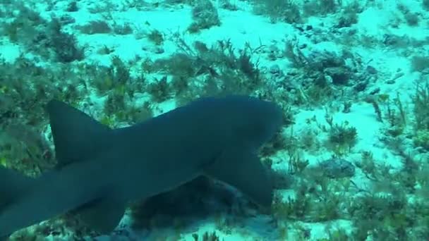 Haai glijden langs de oceaanbodem — Stockvideo