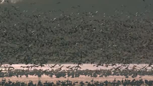 Slowmotion Snögås migration börjar — Stockvideo