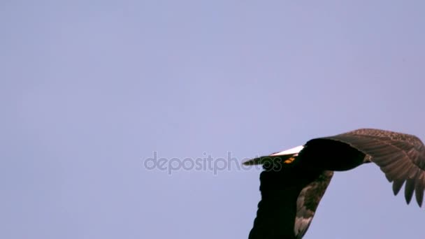 Zeitlupe aufsteigende Weißkopfseeadler Nahaufnahme — Stockvideo