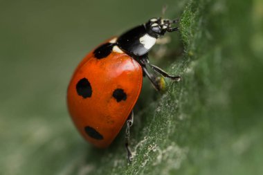 Uğur böceği bir hatadır