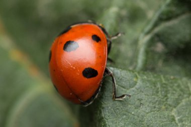 Uğur böceği bir hatadır