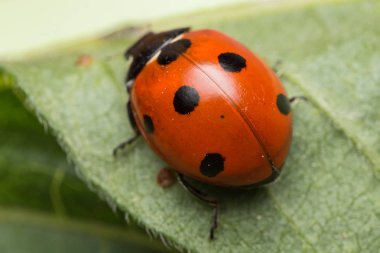 Uğur böceği bir hatadır