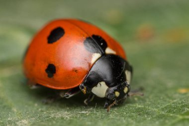 Uğur böceği bir hatadır