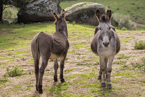 Un hermoso burro — Foto de Stock