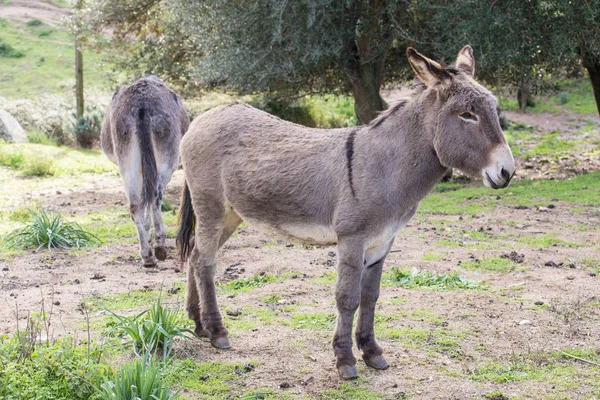 Güzel bir eşek