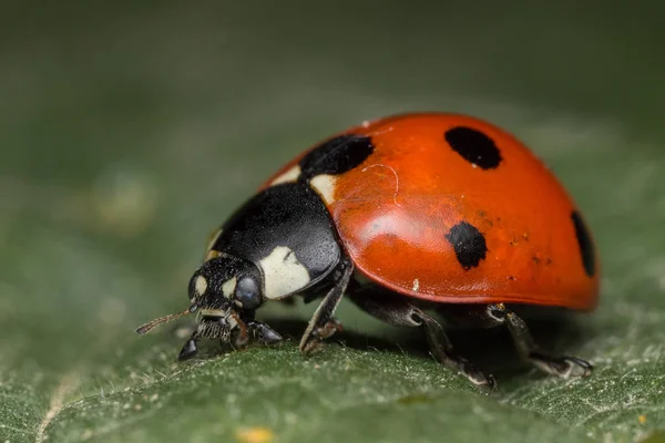 Ladybird é um inseto — Fotografia de Stock