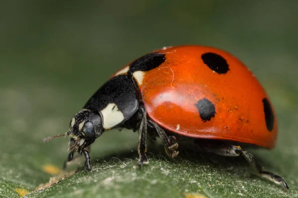 Ladybird est un insecte — Photo