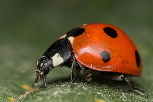 瓢虫是一个 bug — 图库照片