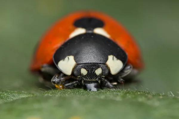 Uğur böceği bir hatadır — Stok fotoğraf