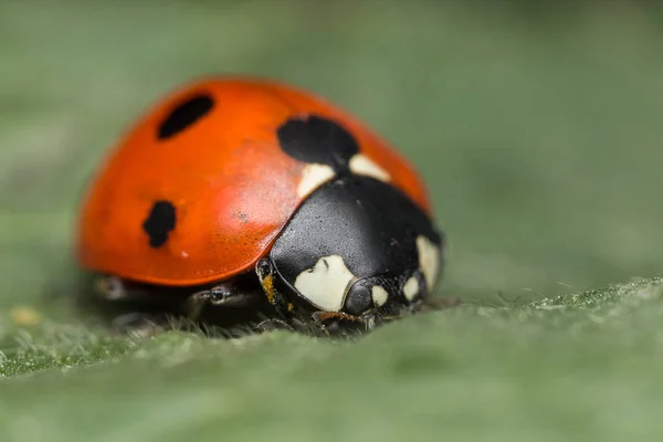 Ladybird é um inseto — Fotografia de Stock