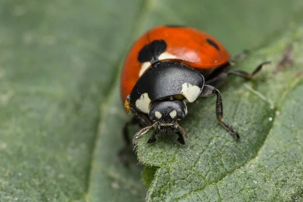 Ladybird es un bicho — Foto de Stock