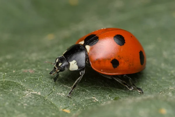 Ladybird é um inseto — Fotografia de Stock