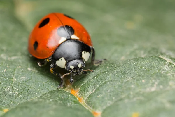 Ladybird es un bicho — Foto de Stock