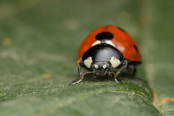 Ladybird es un bicho — Foto de Stock