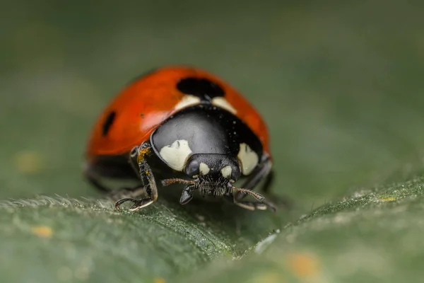 Marienkäfer ist ein Käfer — Stockfoto