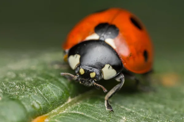 Ladybird es un bicho —  Fotos de Stock
