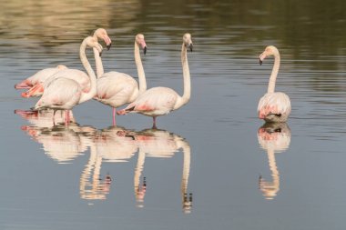Vahşi bir flamingo