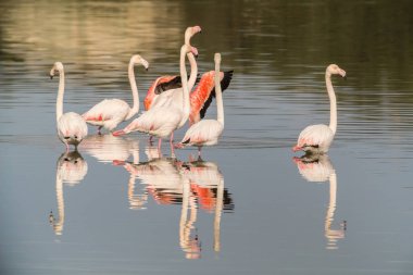 Vahşi bir flamingo