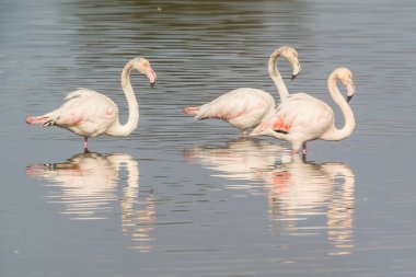 Vahşi bir flamingo