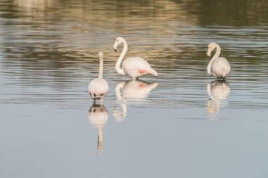 Vahşi bir flamingo