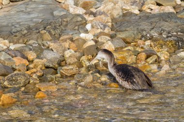 Genç karabatak balıkçılık