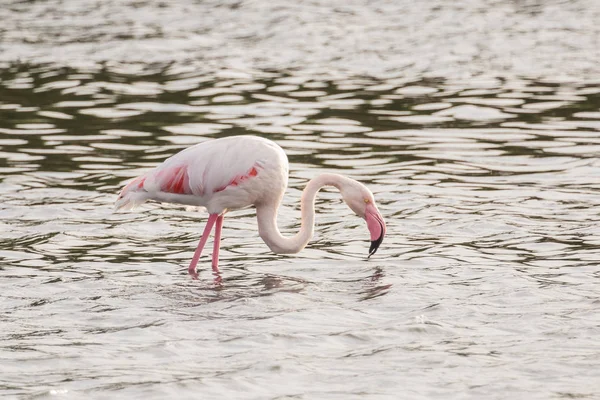 A wild flamingo — Stock Photo, Image