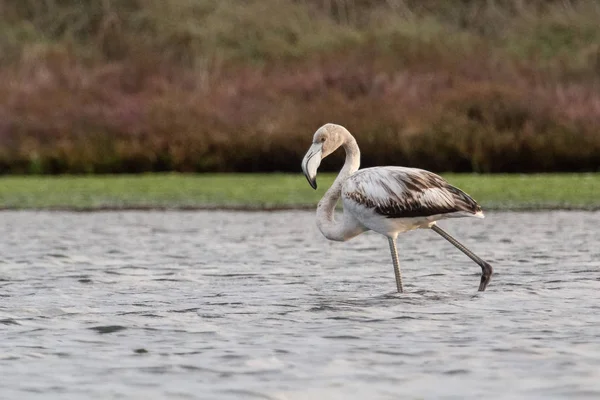 Um flamingo selvagem — Fotografia de Stock