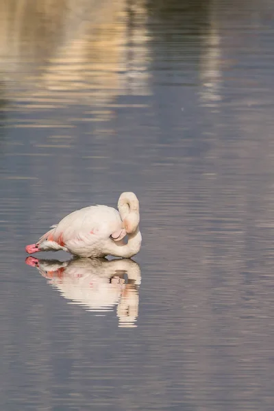 Un flamant rose sauvage — Photo