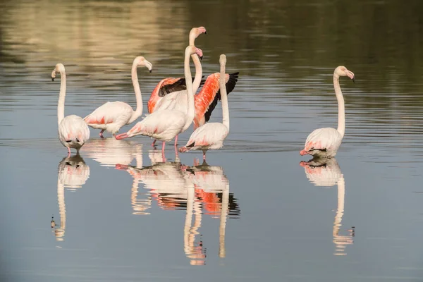 Vahşi bir flamingo