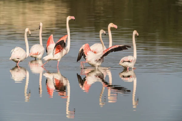 Vahşi bir flamingo