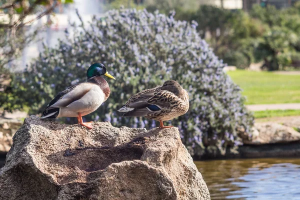 Un canard sauvage — Photo