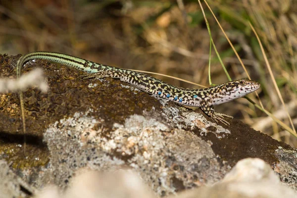 Lagarto tomando el sol en la roca — Foto de Stock