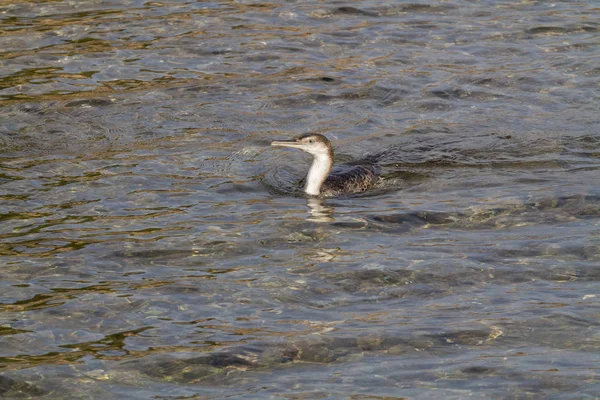 Pesca de cormoranes jóvenes — Foto de Stock